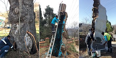  100 yaşındaki çınar ağacının bakımı ve tedavisi gerçekleştirildi