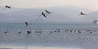 İzmit Körfezinde 351 flamingo kanat çırpıyor
